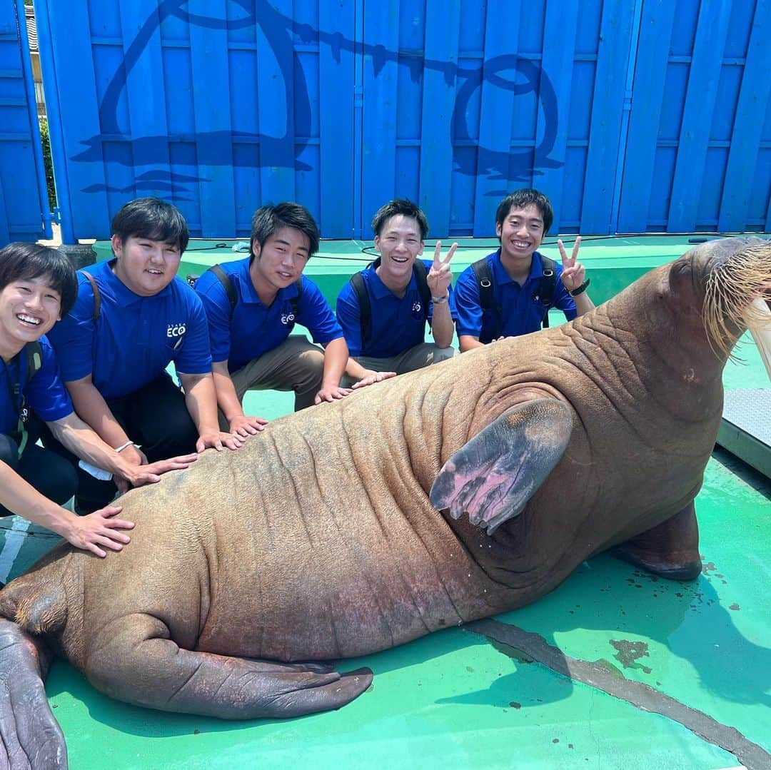 大阪ECO動物海洋専門学校さんのインスタグラム写真 - (大阪ECO動物海洋専門学校Instagram)「. 🪷🚢ドルフィントレーナー専攻🗺️💦  校外学習のオフショット！🫰🏻🥳💙🤍 学生メインでアップします〜  見学中は賑やかですが、学習モードになると真剣！✨👀 現場で活躍する卒業生のお話を聞けるのは本当に貴重なので、たくさんの知識や技術を吸収して今後に活かしていきましょうね！📝👨🏻‍🏫🌼  仲良くハートを作っている学生発見🤭🫶🏻🫶🏻 みなさん見つけられましたか？？💕📸✨  #校外学習 #オフショット #大阪eco動物海洋専門学校#大阪eco #動物専門学校  #動物飼育 #動物園 #水族館 #飼育員 #ドルフィントレーナー #アクアリスト #動物看護師 #トリマー #ドッグトレーナー#動物好きと繋がりたい#犬好きと繋がりたい #動物園・水族館&テクノロジー専攻 #eco自然環境クリエーター専攻 #ペットマネジメント&ホスピタリティ専攻 #動物園・動物飼育専攻 #水族館アクアリスト専攻 #ドルフィントレーナー専攻専攻 #動物看護師専攻 #ペットトリマー&エステティシャン専攻 #ドッグトレーナー専攻」7月14日 16時15分 - osaka_eco