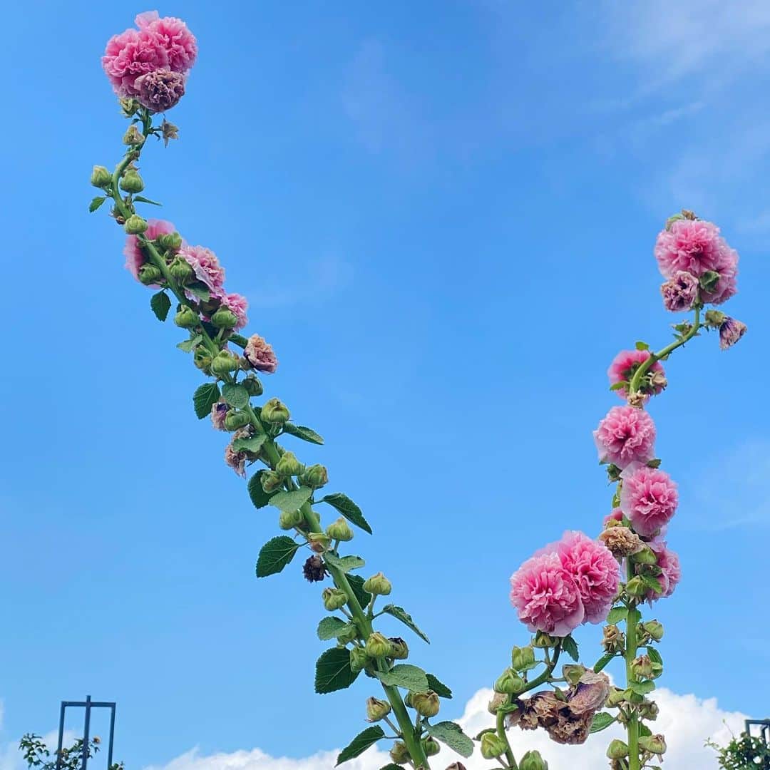 大島璃音さんのインスタグラム写真 - (大島璃音Instagram)「. 晴れている日の山下公園〜  フリルの立葵がとても可愛かったです💗 先端が咲いているのでもうすぐ梅雨明けでしょうか？☔︎  暑い日が続いているので 熱中症にお気をつけくださいね🫧」7月14日 16時16分 - rinon_ohshima