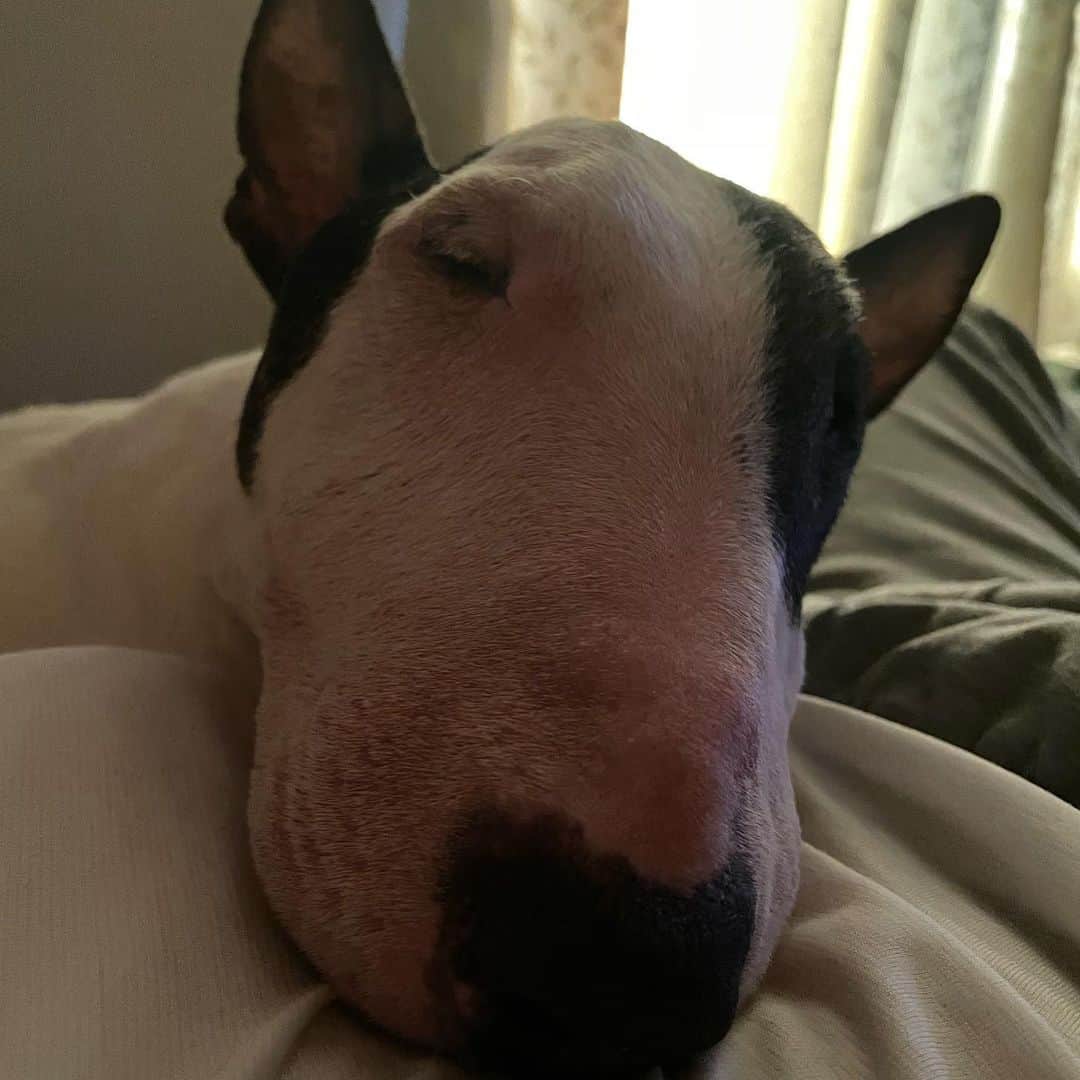 のインスタグラム：「#minituru#bull#terrier#minibullterrier#miniturubullterrier#dog#dogstagram#cute#qtaro#love#family#ミニチュア#ブルテリア#ミニチュアブルテリア#Q太郎」