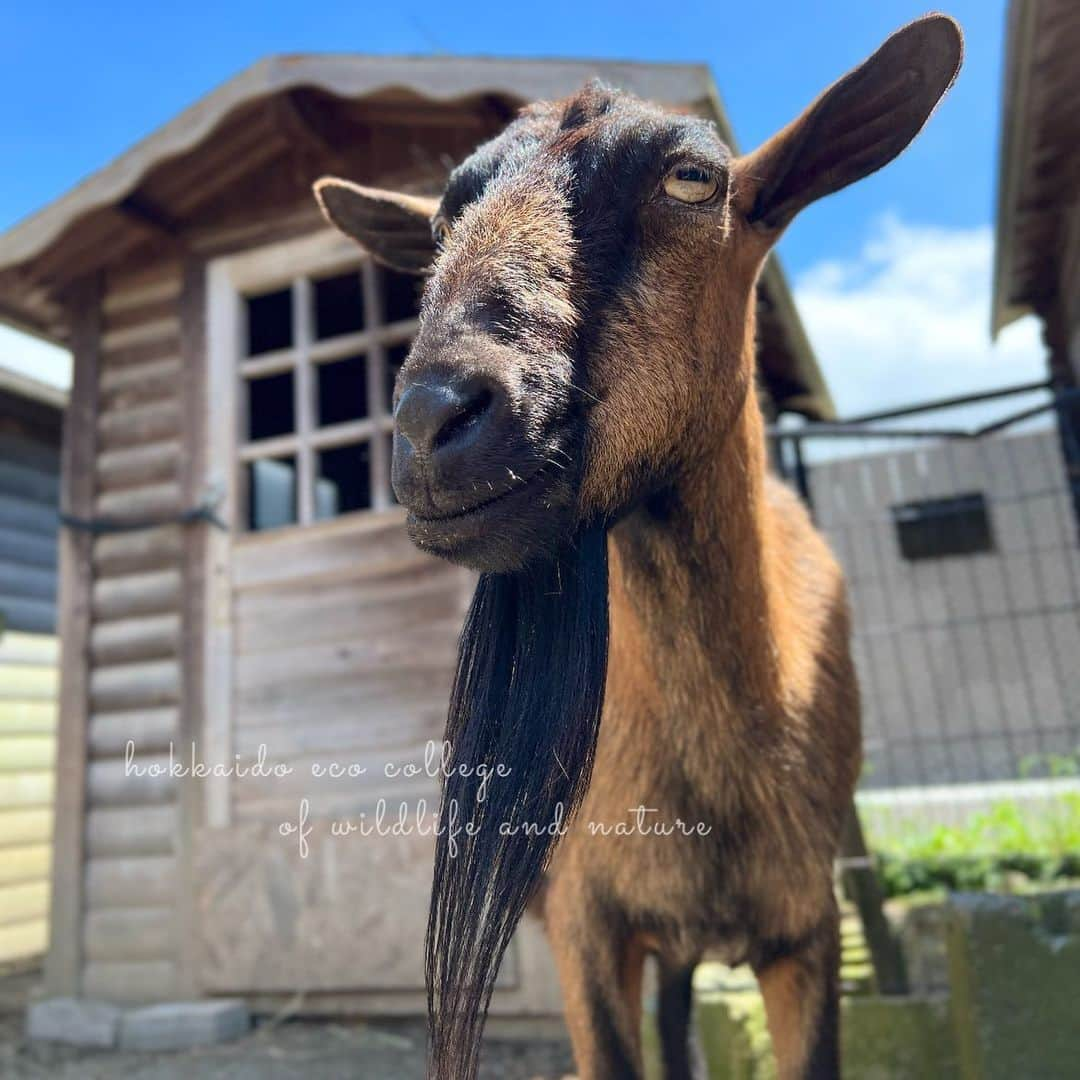 hokkaidoecoのインスタグラム：「天気よし☀️  #北海道エコ  #動物  #専門学校 #動物好きな人と繋がりたい #ヤギ #こごみ #おばあちゃんヤギ #足が悪くなったけど #たまにご飯食べれないけど #元気な時も多いです #長生きしておくれ」