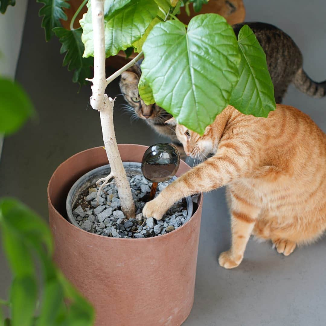 オルネ ド フォイユさんのインスタグラム写真 - (オルネ ド フォイユInstagram)「夏の外出時も安心！ 見た目もかわいい、ガラス製のディスペンサー🌱  マラカスやバルーンのような形で、植物に水分補給を してくれる実用的なウォーターディスペンサー。  旅行や帰省などで留守にする時にはもちろん、 水切れしやすい夏場や、水やりを忘れがち.. という人にもぴったり🌿  積極的に見せて使いたいデザインなので、 ポットとのカラーコーディネイトを考えながら 選んでみるのも楽しいアイテムです。  🌻サイズの目安🌻 手で軽く持てるくらいの植木鉢ならSサイズ、 大きめの観葉植物やボックス型のプランターなどには Lサイズ（または複数使用）がおすすめです。  . 商品名：TWO TONE WATER DISPENSER ∟S（イエロー／アンバー）＜容量：約150cc＞ ∟L（グリーン／グレー／ブルー）＜容量：約60cc＞  ——————————————— ●商品詳細はプロフィールのリンクからご確認ください。 👉@ornedefeuilles  ※検索画面で「TWO TONE」でチェック🔎  ※オンラインショップと不動前店の取扱い商品は異なります。  ———————————————  #ウォーターディスペンサー #植物のある暮らし #暮らしを楽しむ #心地よい暮らし #丁寧な暮らし #ornedefeuilles #オルネドフォイユ」7月18日 18時00分 - ornedefeuilles