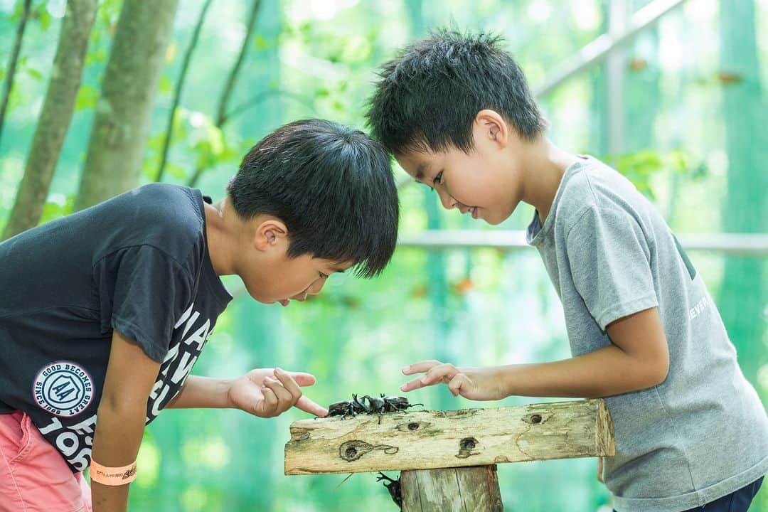 福島県さんのインスタグラム写真 - (福島県Instagram)「【ムシムシランドオープン（田村市）】  田村市のカブトムシ自然王国「ムシムシランド」が新しい場所でリニューアルオープンします。場所は殿上山（でんじょうやま）山頂にある「スカイパレスときわ」のすぐ近くです。カブトムシドームや昆虫館（旧カブト屋敷）も新しくなりました。   「カブトムシドーム」は以前より大きく広くなり、常時 1,000 匹いるカブトムシと触れ合うことができます。 同敷地内にある「昆虫館」ではヘラクレスオオカブトやギラファノコギリクワガタなどの外国産カブトムシ・クワガタの飼育展示のほか、奇虫の展示も予定しています。  さまざまな面からカブトムシの生態を知ることができるので、夏休みの自由研究のテーマにもよさそうですね。  今年の夏はぜひ家族みんなでカブトムシと触れ合ってみてはいかがでしょうか？  #ムシムシランド #カブトムシ #クワガタ #田村市 #県中地方 #中通り #福島県 #tamuracity #fukushima #RealizeFukushima #NotADreamFukushima #ひとつひとつ実現するふくしま」7月14日 17時00分 - realize_fukushima