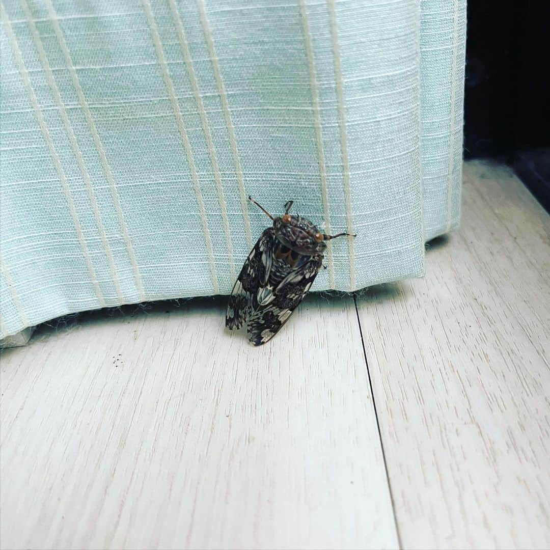 水谷さるころのインスタグラム：「家の中で蛹から成虫になったニーニーゼミさんです。朝起きたら猫に襲われてた…（無事にお外に飛び立ちました）。」