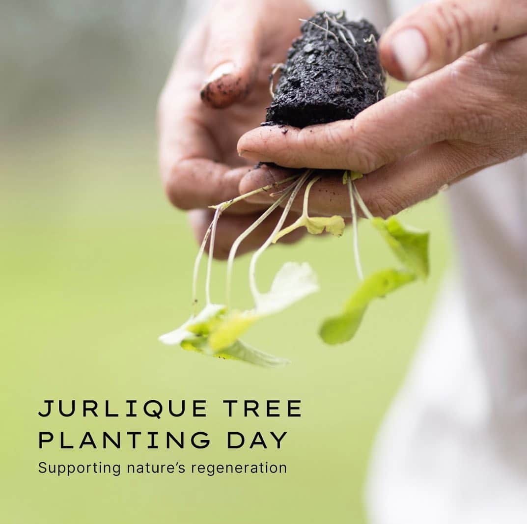 Jurlique Japanのインスタグラム：「ジュリークの農園では、年に1度 「ツリープランティングデー」という 植樹を行う日があります🌳   遠く離れた南オーストラリア・アデレードにある 農園で採用されているメソッドは 日本の植物生態学者、宮脇昭氏による 「宮脇方式」。   植樹を行うことで 環境にとってプラスになることはたくさん。   ライターの馬田草織さんによる 連載コラム第7回目でも ジュリークのツリープランティングデーについて たっぷりとお届けしています🌱   ジュリーク公式サイトから ぜひチェックしてくださいね💫  #jurlique #organic #naturalskincare  #biodynamicskincare #wellbeing #selfcare #holisticbeauty #australia #adelaide #ジュリーク #ジュリークのある暮らし #バイオダイナミック無農薬有機農法 #セルフケア #植樹 #植樹活動 #宮脇方式」