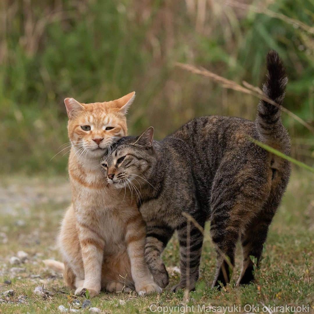 Masayukiのインスタグラム：「ごつん。  #cat #ねこ #猫 #東京カメラ部 #nekoclub  #mmgtw #my_eos_photo  #yourshotphotographer」