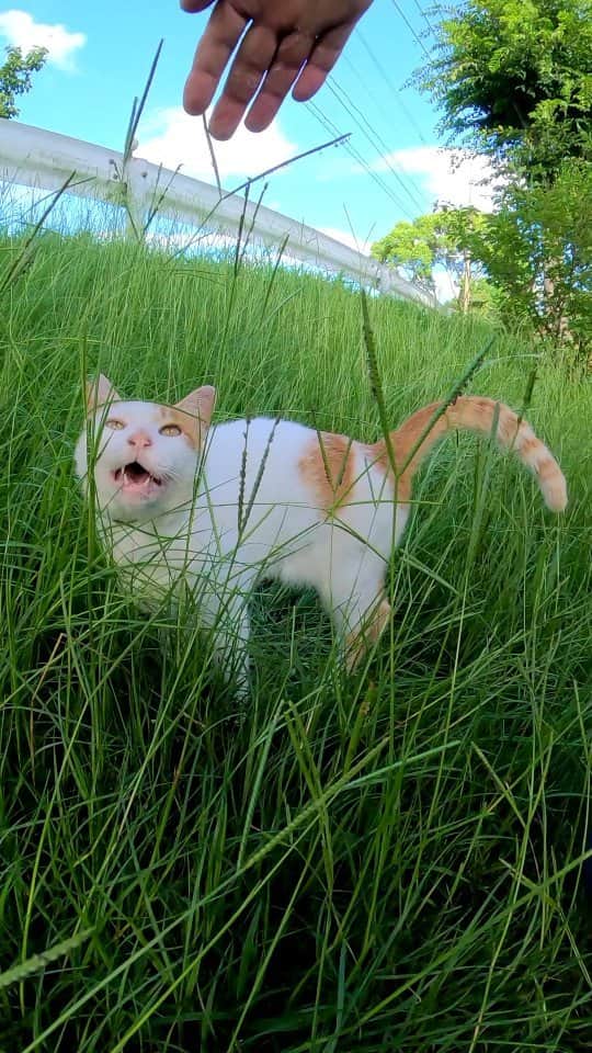 感動猫動画のインスタグラム：「草むらで寝ていた猫ちゃん、起きてモフられにきた #猫島 #Cat #猫 #子猫 #kitten #catisland」