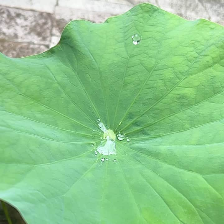 水谷千重子のインスタグラム