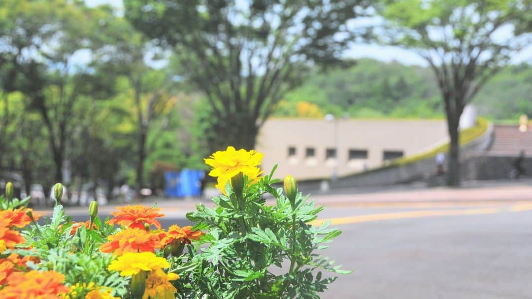法政大学さんのインスタグラム写真 - (法政大学Instagram)「（@hosei_university）毎日暑いですね～。#多摩キャンパス のいたるところにかわいいお花🌼 そんな #お花 を見て少しでも癒されますように🙏 写真は社会学部棟、現代福祉学部棟、ペデストリアンデッキ付近のお花です🐸 （ちなみに、総合棟の前のVブリッジに続く道をペデストリアンデッキって言います💡） お花はキャンパス内に他にもたくさんあるので、ぜひみなさんもお気に入りのお花見つけてみてくださいね～💕  明日からさらに暑くなるみたいですので、熱中症には気を付けてお過ごしください～。  #法政大学 #法政 #大学 #春から法政 #春から大学生 #受験生 #多摩 #キャンパスライフ #マリーゴールド #メランポジウム #花 #大学生活 #友達 #仲間 #授業 #HOSEI #hoseiuniversity #hosei #university #student #campuslife」7月14日 15時27分 - hosei_university