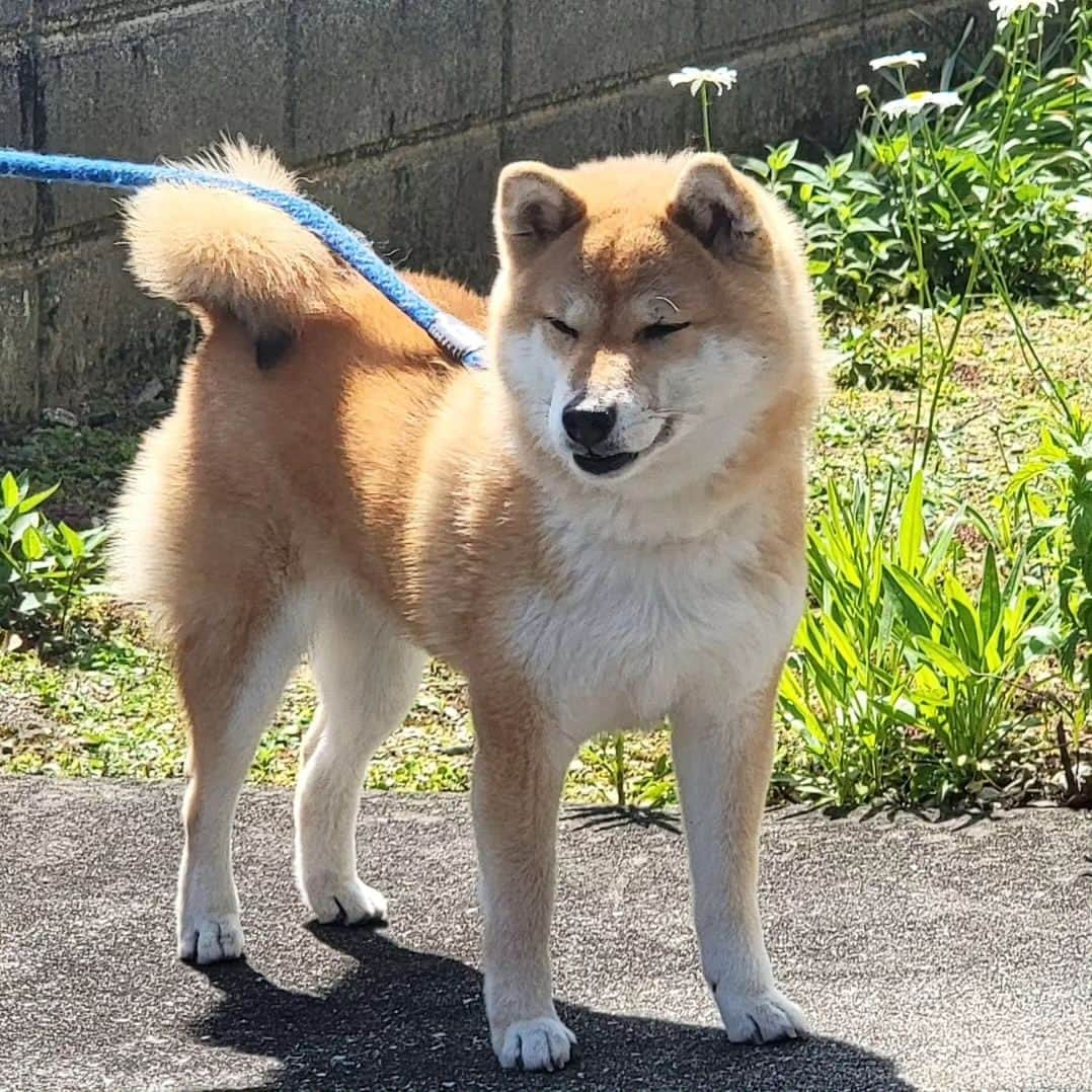 柴犬たま Shibainu Tamaさんのインスタグラム写真 - (柴犬たま Shibainu TamaInstagram)「⠀ ⠀ 後ろのお花がバカ殿様の⠀ ちょんまげみたいで可愛い たまさん🤭⠀ ⠀ Caption trans🇬🇧⠀ The flower behind Tama is pretty, like a chonmage🤭⠀ ⠀ #柴犬たま #たママ #たまーば #花とたま #笑顔 #糸目⠀ #柴犬 #shiba #shibainu #shibastagram #犬 #dog」7月14日 15時42分 - tama7653