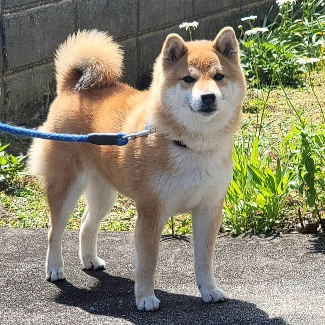 柴犬たま Shibainu Tamaさんのインスタグラム写真 - (柴犬たま Shibainu TamaInstagram)「⠀ ⠀ 後ろのお花がバカ殿様の⠀ ちょんまげみたいで可愛い たまさん🤭⠀ ⠀ Caption trans🇬🇧⠀ The flower behind Tama is pretty, like a chonmage🤭⠀ ⠀ #柴犬たま #たママ #たまーば #花とたま #笑顔 #糸目⠀ #柴犬 #shiba #shibainu #shibastagram #犬 #dog」7月14日 15時42分 - tama7653