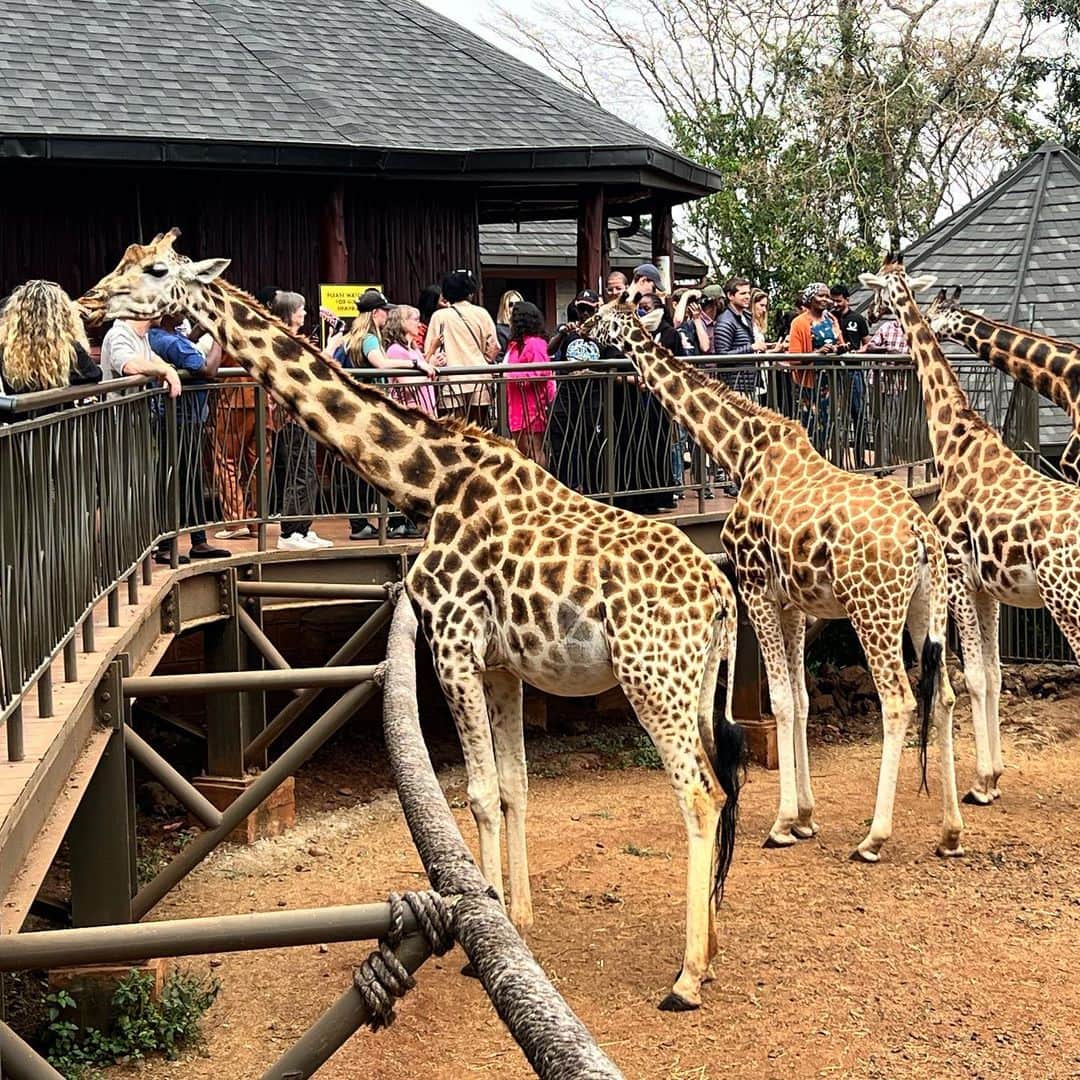 榎戸教子さんのインスタグラム写真 - (榎戸教子Instagram)「【ケニア・ナイロビ】 ナイロビにあるGiraff Centerは、 キリンに餌をあげることができるのです。 体の弱い保護されたキリンたちなのだとか。 https://www.giraffecentre.org/  友人の紹介でナイロビで旅行代理店を経営する 山田ファミリー宅にお邪魔させていただき ケニア料理も堪能、 娘はチャパティ作りもさせてもらいました。  音声メディアVoicyでお話しました。 写真は内容以外のものばかりです。  『#74 ケニアに入国』 https://voicy.jp/channel/3482/557112  #ケニア #kenya #nairobi #世界一周 #旅」7月15日 1時51分 - noriko_enokido