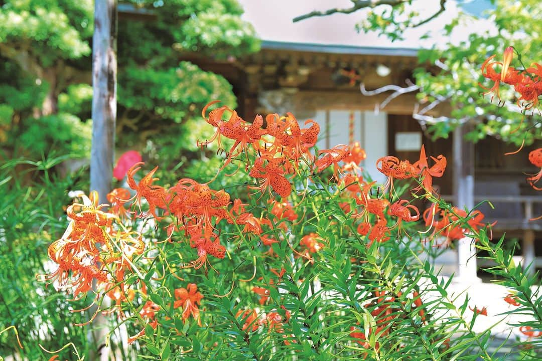 江の島・鎌倉 ナビのインスタグラム：「極楽寺  木々に囲まれた境内に吹き抜ける清々しい風と、 思わず見惚れるような鬼百合。 夏を忘れる、朝のひとときです。  ※こちらは過去に撮影した写真です。  #極楽寺 #鬼百合 #江ノ島 #江の島 #鎌倉 #江の島鎌倉 #江ノ電 #enoden #enoshima #kamakura #enoshimakamakura #kanagawa #japan #絵はがきになる日常を   Webサイト「江の島・鎌倉ナビ」でもいつ訪れても楽しめる江の島・鎌倉の魅力をたっぷりお伝えしています♪プロフィール欄のURLよりアクセスください☺ @enokama」