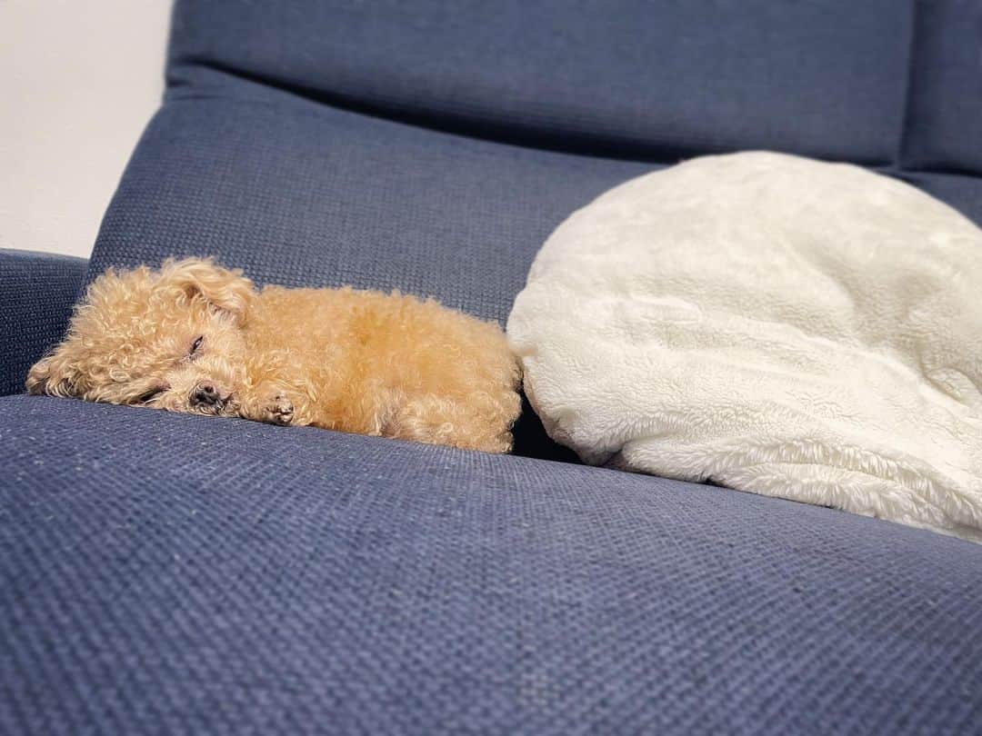 ふわのインスタグラム：「むぎゅとしたお顔。  #toypoodle#toypoodlegram#dogsofinstagram#instadog#doglover#doglife#cutedog#sleepydog#dog#fuwamama#ふわ#ふわもこのふわ#トイプードル#ふわもこ部#犬バカ部#親バカ部#犬のいる暮らし#いぬすたぐらむ#最強寝顔」
