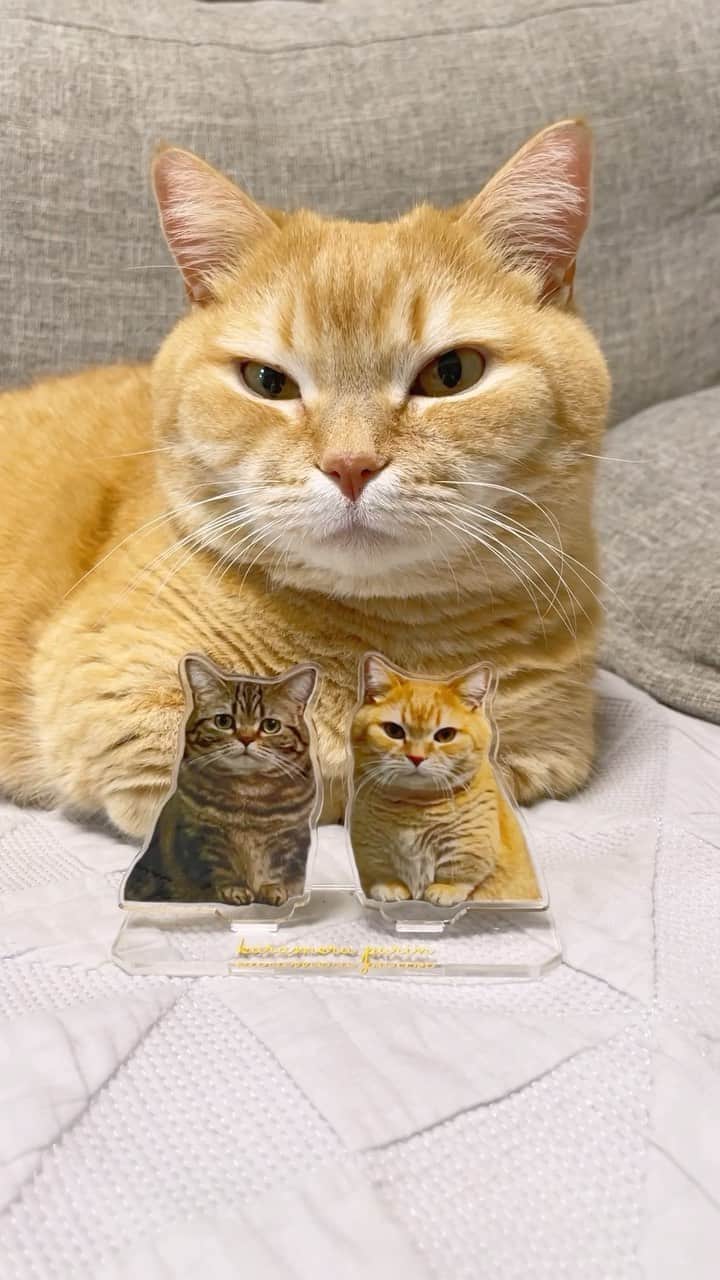 Purin_munchkincatのインスタグラム