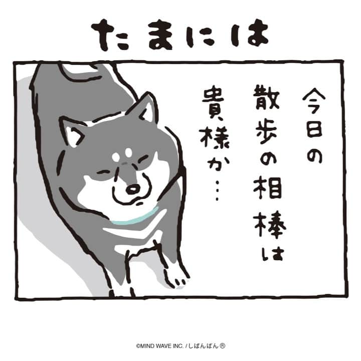 オオゴシヤステルのインスタグラム：「#しばんばんまんが 🟠第208話🟠  たまには  #今日のしばんばん #しばんばん #shibanban #むちころばんばん #muchicorobanban #微笑柴犬 #マインドウェイブ #mindwave #オオゴシヤステル #柴犬 #しばいぬ #shibainu」