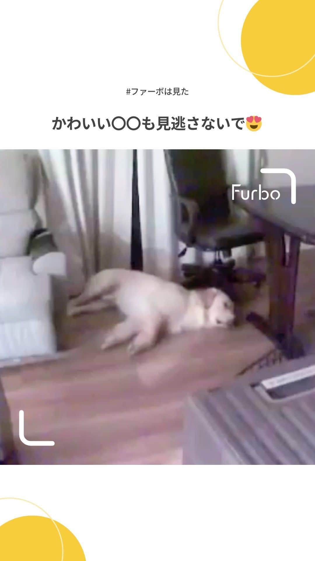 Furbo ドッグカメラのインスタグラム：「どんな夢を見ているのか気になりますね🤭💕  　Special Thanks to @leo_koji0411 💛    ⋯   年に1度のビッグセール開催中！🐶✨✨  プロフィールリンク🔗から 今すぐセールページへGO! 🐕💨  ⇨⇨⇨ @furbo_japan      ⋯    #Furbo #ファーボ #ファーボは見た #ファーボでお留守番できるもん #ドッグカメラ #ペットカメラ #見守りカメラ #お留守番カメラ #犬好きな人と繋がりたい #犬すたぐらむ #ゴールデンレトリバー #goldenretriever #大型犬との暮らし」