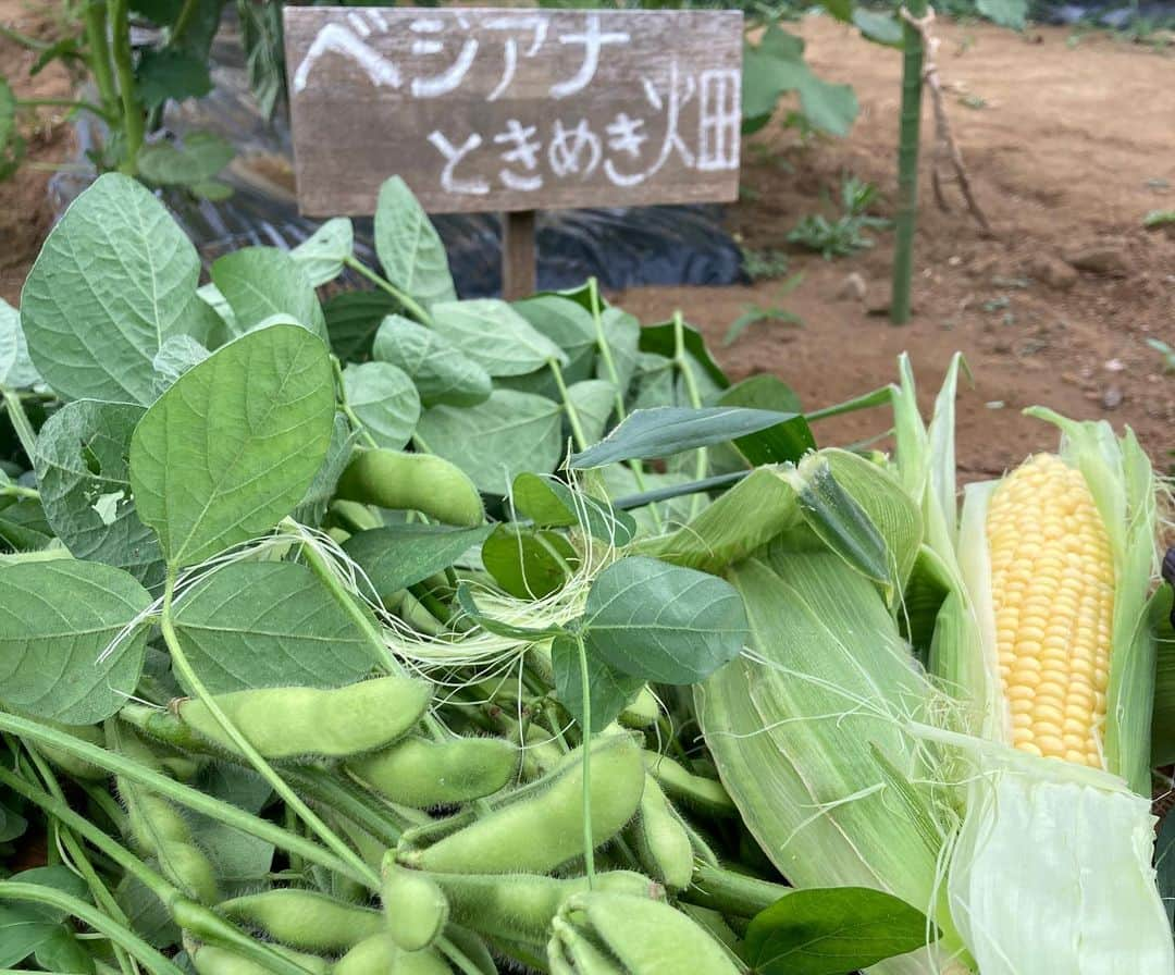 小谷あゆみさんのインスタグラム写真 - (小谷あゆみInstagram)「エダマメ収穫！ 枝から豆を切り落とします 畑へ返せば堆肥に！ 家で捨てれば焼却ゴミ！ #循環型 で行こう❗️ #都市農業 #野菜づくり  #JA世田谷目黒 #体験農園 #農ライフ #ベジアナ #家庭菜園 #urbanfarming」7月14日 19時09分 - vegeanaayu