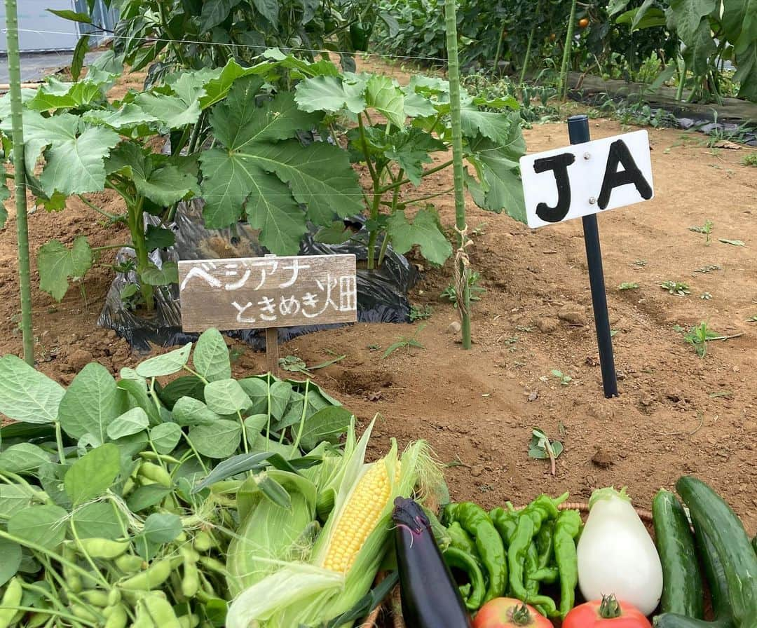 小谷あゆみさんのインスタグラム写真 - (小谷あゆみInstagram)「エダマメ収穫！ 枝から豆を切り落とします 畑へ返せば堆肥に！ 家で捨てれば焼却ゴミ！ #循環型 で行こう❗️ #都市農業 #野菜づくり  #JA世田谷目黒 #体験農園 #農ライフ #ベジアナ #家庭菜園 #urbanfarming」7月14日 19時09分 - vegeanaayu