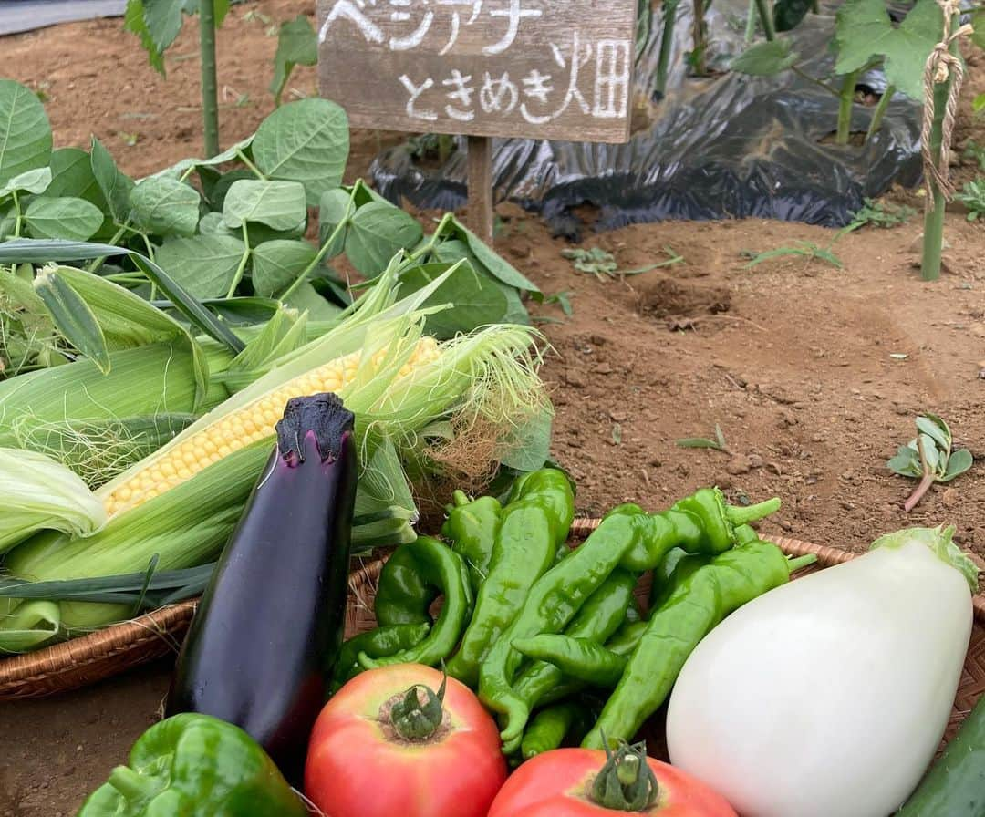 小谷あゆみさんのインスタグラム写真 - (小谷あゆみInstagram)「エダマメ収穫！ 枝から豆を切り落とします 畑へ返せば堆肥に！ 家で捨てれば焼却ゴミ！ #循環型 で行こう❗️ #都市農業 #野菜づくり  #JA世田谷目黒 #体験農園 #農ライフ #ベジアナ #家庭菜園 #urbanfarming」7月14日 19時09分 - vegeanaayu