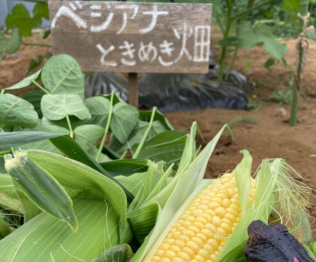 小谷あゆみさんのインスタグラム写真 - (小谷あゆみInstagram)「エダマメ収穫！ 枝から豆を切り落とします 畑へ返せば堆肥に！ 家で捨てれば焼却ゴミ！ #循環型 で行こう❗️ #都市農業 #野菜づくり  #JA世田谷目黒 #体験農園 #農ライフ #ベジアナ #家庭菜園 #urbanfarming」7月14日 19時09分 - vegeanaayu