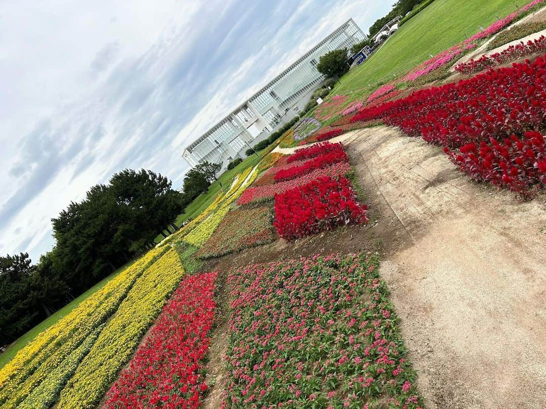 木全寛幸のインスタグラム：「葛西臨海公園展望広場大規模花壇。 そしてひまわり畑完成しました。  五万株を一つ一つ手植えした花火をイメージした花壇。  そしてどえらい雑草と戦いながら（まだ戦いは終わってないけども）作ったひまわり畑。 見頃はもう少し後だとは思うんだけど、夜はライトアップもあるしこれからドンドン咲いて綺麗になっていきます。  是非見に行ってみてください  #葛西臨海公園 #お花がかり」