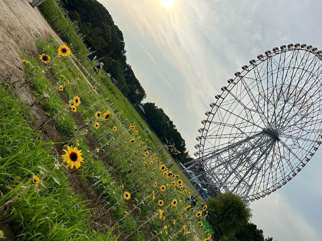 木全寛幸さんのインスタグラム写真 - (木全寛幸Instagram)「葛西臨海公園展望広場大規模花壇。 そしてひまわり畑完成しました。  五万株を一つ一つ手植えした花火をイメージした花壇。  そしてどえらい雑草と戦いながら（まだ戦いは終わってないけども）作ったひまわり畑。 見頃はもう少し後だとは思うんだけど、夜はライトアップもあるしこれからドンドン咲いて綺麗になっていきます。  是非見に行ってみてください  #葛西臨海公園 #お花がかり」7月14日 19時16分 - kimata_solidemo_official