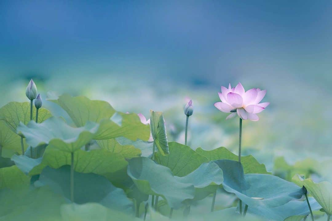 花の写真館さんのインスタグラム写真 - (花の写真館Instagram)「Photo by @miyoco_tanaka. https://instagram.com/miyoco_tanaka/ . Original Post[投稿いただいたURL] https://www.instagram.com/p/Ct6WYNIPlFP/ . 本アカウントは、 #私の花の写真 をつけてInstagramに投稿された皆さまの花の写真や、「花の写真館」Facebookページで投稿された花の写真を紹介します。 「花の写真館」Facebookページは、「 @floral.photograph 」のプロフィールにあるURLからご覧ください。 . ※各種法令、マナー、関係者の指示に従った撮影をお願いします。 *Please ensure that your photography adheres to all relevant laws, etiquette, and instructions issued by authorized persons. ※本アカウントは東京カメラ部がFacebook、Instagramのサービスを利用して運営しているもので、Meta社・Instagramとは一切関係ありません。 . #花の写真館 #floralphotograph #floralphoto #flower #flowers Follow: @floral.photograph」7月14日 19時30分 - floral.photograph