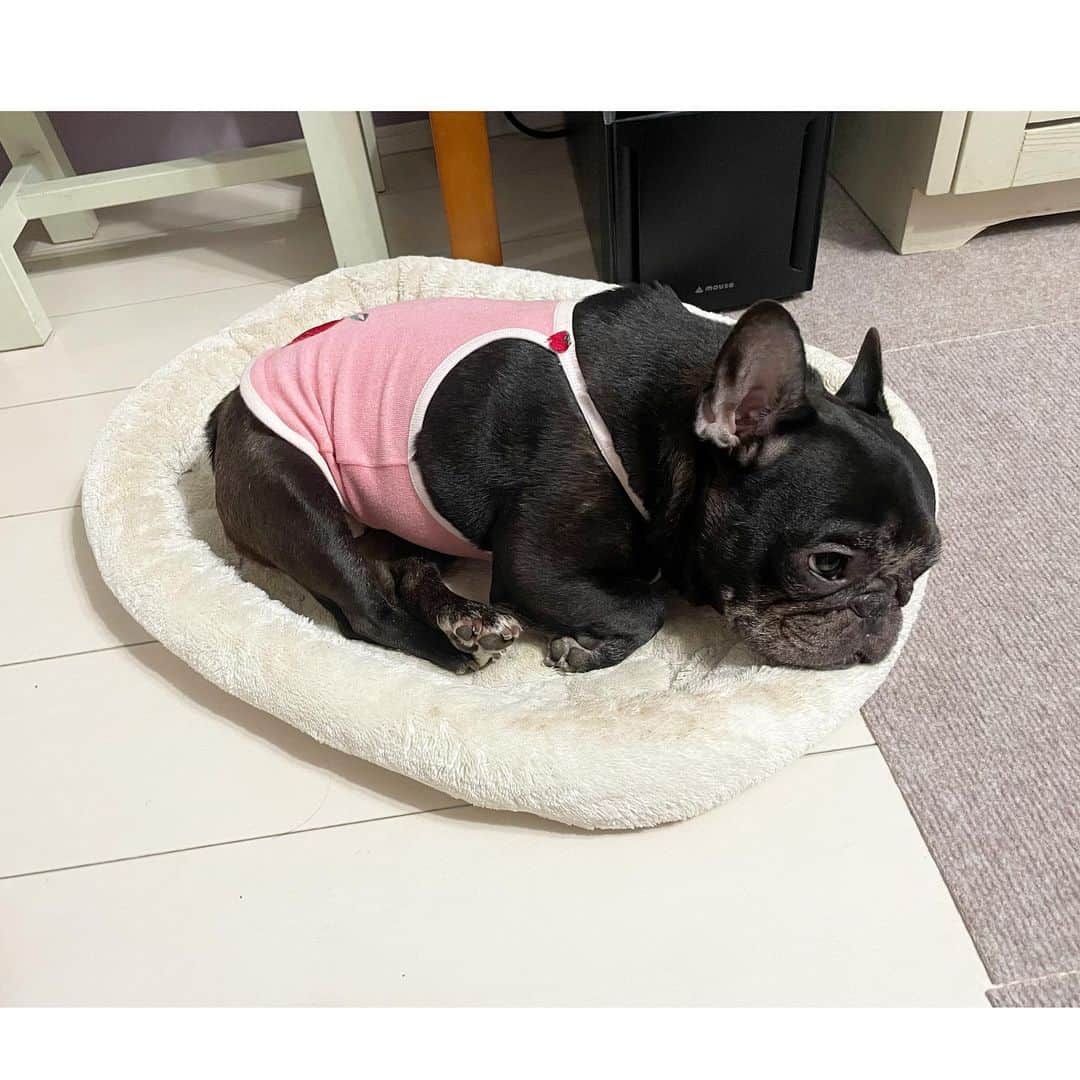 のインスタグラム：「ちんまり   #frenchbulldog  #フレンチブルドッグ  #おいもちゃん」