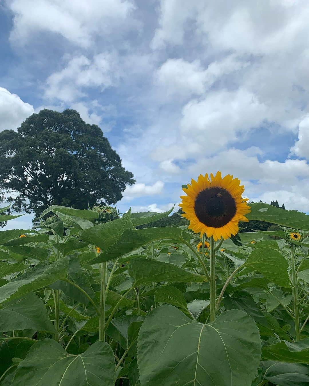 小川夏果さんのインスタグラム写真 - (小川夏果Instagram)「鹿児島県の新観光PRポスターに大島紬クイーン @tsumugi_queen として載っています🥰鹿児島空港や鹿児島の至る所にポスターが貼られているそうです。《南の宝箱》というキャッチコピーで薩摩切子や焼酎、黒牛など鹿児島が誇る名産物がたくさん載っているので、見かけた際は是非じっくり👀ご覧下さい💕 左👉新クイーンゆりちゃん @naotaaaaa025 と  #鹿児島 #鹿児島観光 #鹿児島グルメ #鹿児島県 #鹿児島名物 #鹿児島市 #大島紬  #kagoshima #kagoshimafan #japantrip #travellife」7月14日 19時56分 - ogawanachu