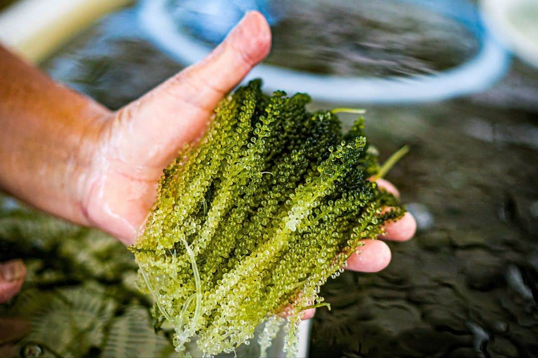 Be.okinawaさんのインスタグラム写真 - (Be.okinawaInstagram)「Experience the unique and popping texture of umibudo sea grapes!   Umibudo, sea grapes in English, is a type of seaweed and Okinawa's local delicacy🌊🍇 It is a very valuable ingredient as they are harvested by hand!   At Uminchi Sea Side Park, discover more interesting facts of umibudo and even harvest them yourself!🍦The umibudo soft serve is also a unique snack you can find there!  #japan #okinawa #visitokinawa #okinawajapan #discoverjapan #japantravel #okinawafood #okinawadelicacy #okinawalocaldelicacy #umibudo #seagrapes #okinawaumibudo」7月14日 20時00分 - visitokinawajapan