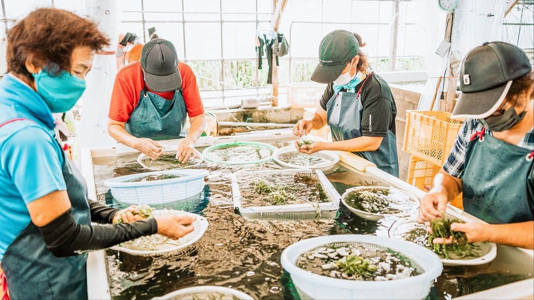 Be.okinawaさんのインスタグラム写真 - (Be.okinawaInstagram)「Experience the unique and popping texture of umibudo sea grapes!   Umibudo, sea grapes in English, is a type of seaweed and Okinawa's local delicacy🌊🍇 It is a very valuable ingredient as they are harvested by hand!   At Uminchi Sea Side Park, discover more interesting facts of umibudo and even harvest them yourself!🍦The umibudo soft serve is also a unique snack you can find there!  #japan #okinawa #visitokinawa #okinawajapan #discoverjapan #japantravel #okinawafood #okinawadelicacy #okinawalocaldelicacy #umibudo #seagrapes #okinawaumibudo」7月14日 20時00分 - visitokinawajapan