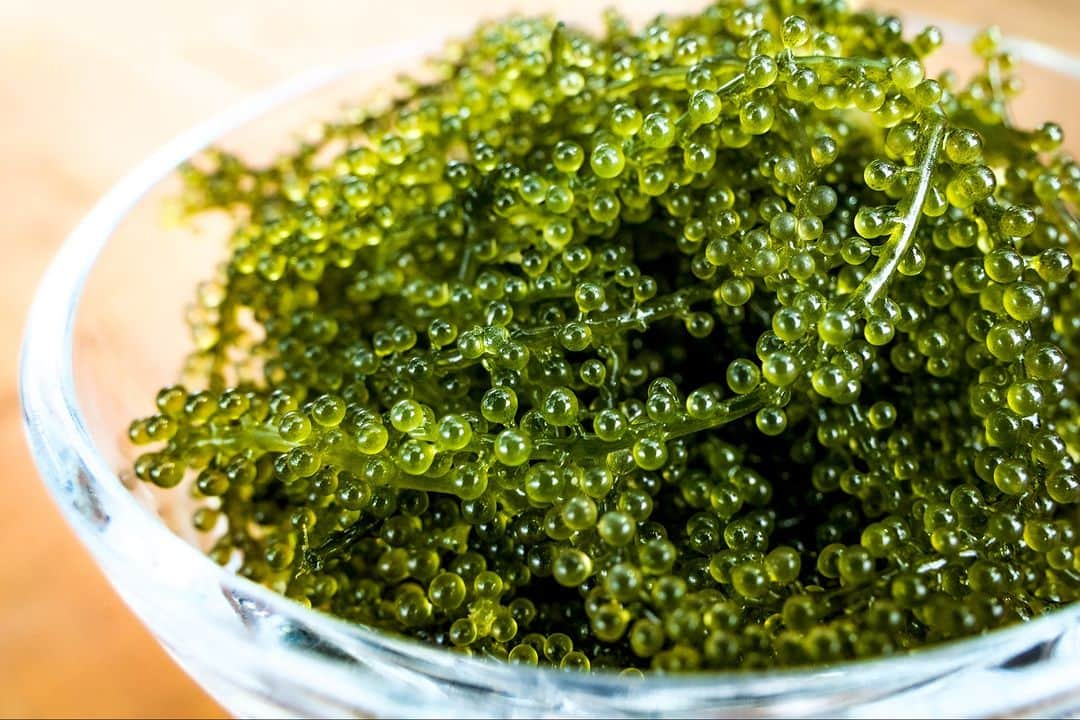 Be.okinawaのインスタグラム：「Experience the unique and popping texture of umibudo sea grapes!   Umibudo, sea grapes in English, is a type of seaweed and Okinawa's local delicacy🌊🍇 It is a very valuable ingredient as they are harvested by hand!   At Uminchi Sea Side Park, discover more interesting facts of umibudo and even harvest them yourself!🍦The umibudo soft serve is also a unique snack you can find there!  #japan #okinawa #visitokinawa #okinawajapan #discoverjapan #japantravel #okinawafood #okinawadelicacy #okinawalocaldelicacy #umibudo #seagrapes #okinawaumibudo」