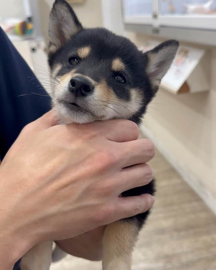 豆柴にこちゃんのインスタグラム：「🐶 にこの弟子、第二弾⁉️  …ではありません！  ガングロのかわいこちゃん♀がいる との情報を入手し、ひさびさに パピーちゃんをおさわり😍  顔をたくさん舐めてくれて、 人懐こくてかわゆい〜😭💕  パピー柴のかわいさは世界一やで🌏✨  かわいいけど、我が家はもう飼えない… （お金と時間があれば飼う。 スポンサーお待ちしてます💰）  #柴犬#豆柴#mameshiba #shibastagram#japanphoto#shibainu#犬#shibainumania#犬のいる暮らし#shiba_snap#shibainupuppy#多頭飼い#dog#いぬすたぐらむ#puppy#dogstagram#instadog #doglover#pecoいぬ部#pecotv#いぬのきもち部#狗#子犬#barked#9gag#9gagpets#시바견」