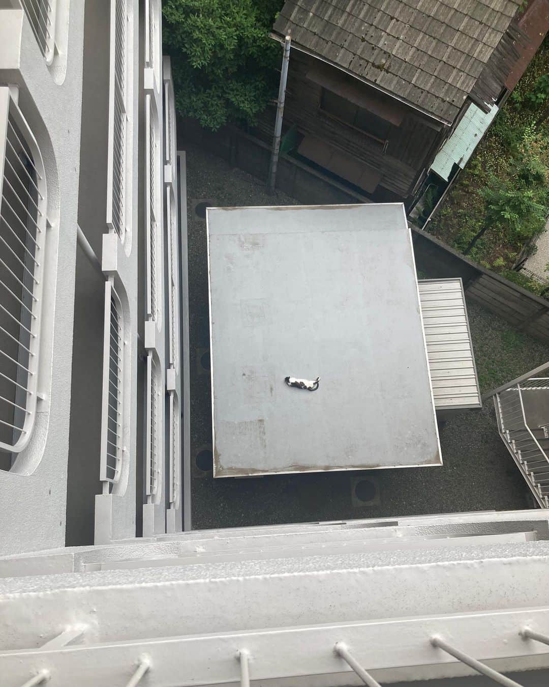 柳下毅一郎さんのインスタグラム写真 - (柳下毅一郎Instagram)「Cat on the roof」7月14日 20時19分 - garth_y