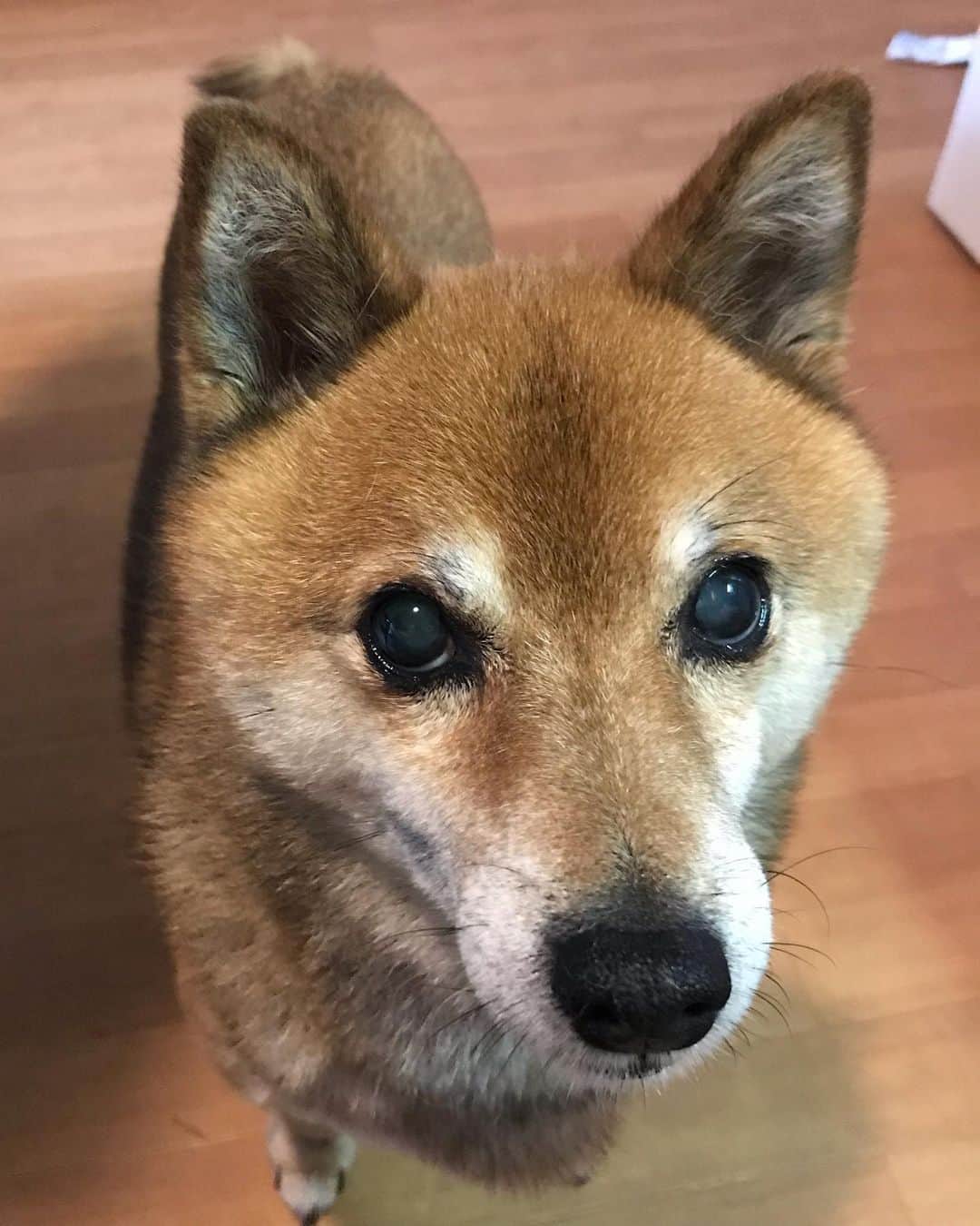 柴犬はなこ Shibainu Hanakoさんのインスタグラム写真 - (柴犬はなこ Shibainu HanakoInstagram)「うふふ♪ って感じ。 #shiba #dog #shibainu #犬 #柴犬」7月14日 20時20分 - kiki_beee