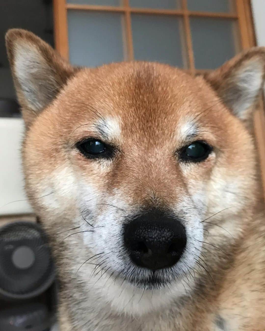 柴犬はなこ Shibainu Hanakoさんのインスタグラム写真 - (柴犬はなこ Shibainu HanakoInstagram)「うふふ♪ って感じ。 #shiba #dog #shibainu #犬 #柴犬」7月14日 20時20分 - kiki_beee