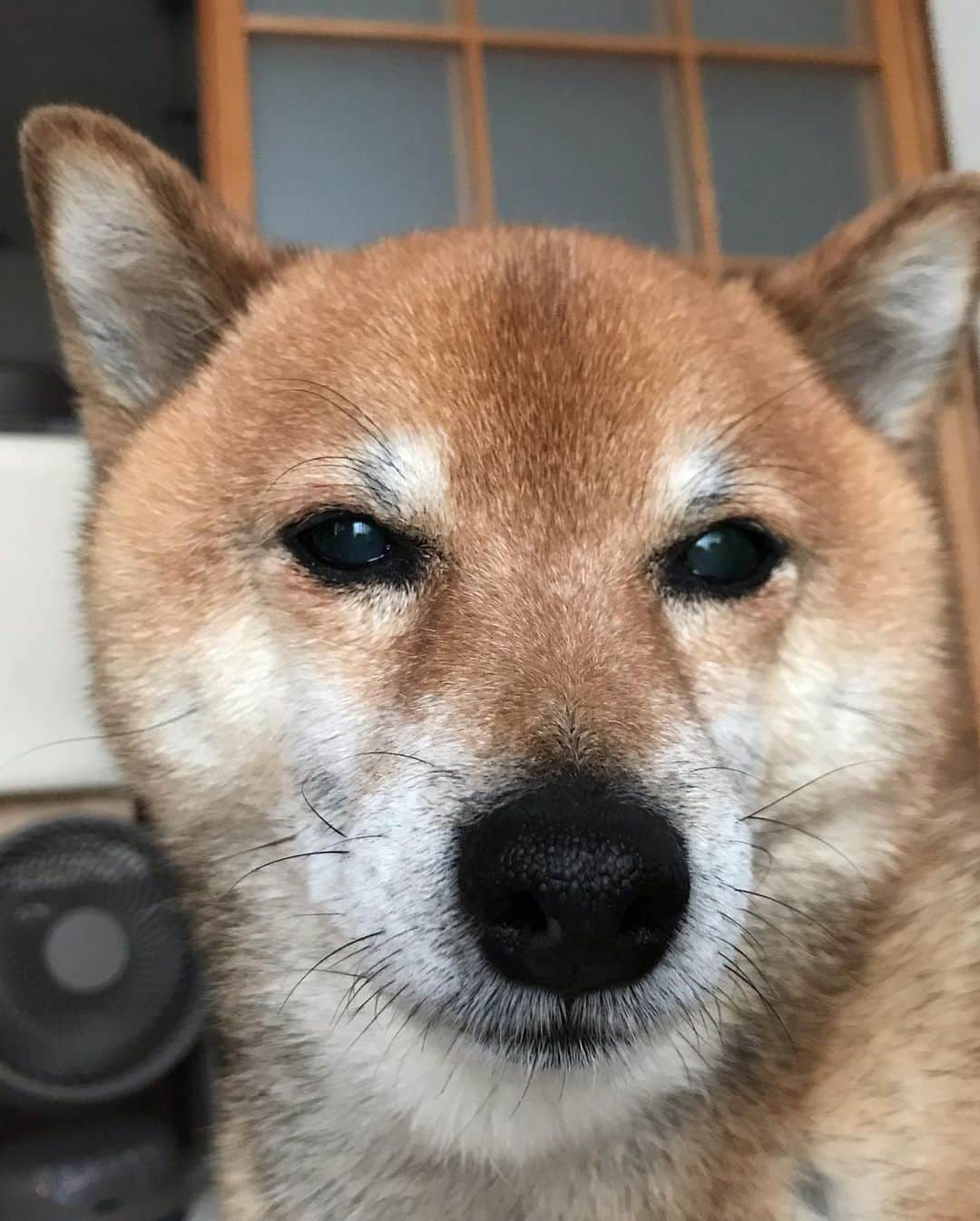 柴犬はなこ Shibainu Hanakoのインスタグラム：「うふふ♪ って感じ。 #shiba #dog #shibainu #犬 #柴犬」