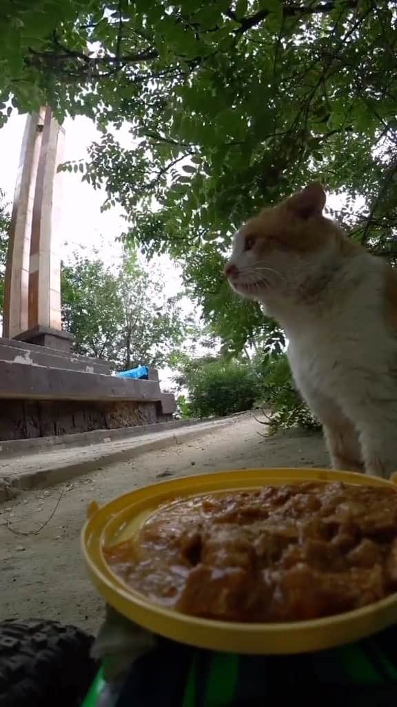 Cute Pets Dogs Catsのインスタグラム：「awe he’s probably a stray blind & deaf breaks my heart 😭  Credit: beautiful prohor_tv (tt) ** For all crediting issues and removals pls 𝐄𝐦𝐚𝐢𝐥 𝐮𝐬 ☺️  𝐍𝐨𝐭𝐞: we don’t own this video/pics, all rights go to their respective owners. If owner is not provided, tagged (meaning we couldn’t find who is the owner), 𝐩𝐥𝐬 𝐄𝐦𝐚𝐢𝐥 𝐮𝐬 with 𝐬𝐮𝐛𝐣𝐞𝐜𝐭 “𝐂𝐫𝐞𝐝𝐢𝐭 𝐈𝐬𝐬𝐮𝐞𝐬” and 𝐨𝐰𝐧𝐞𝐫 𝐰𝐢𝐥𝐥 𝐛𝐞 𝐭𝐚𝐠𝐠𝐞𝐝 𝐬𝐡𝐨𝐫𝐭𝐥𝐲 𝐚𝐟𝐭𝐞𝐫.  We have been building this community for over 6 years, but 𝐞𝐯𝐞𝐫𝐲 𝐫𝐞𝐩𝐨𝐫𝐭 𝐜𝐨𝐮𝐥𝐝 𝐠𝐞𝐭 𝐨𝐮𝐫 𝐩𝐚𝐠𝐞 𝐝𝐞𝐥𝐞𝐭𝐞𝐝, pls email us first. **」