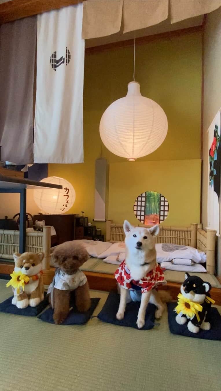 柴犬 けんしろう ゆりあのインスタグラム：「🐶🐶🍽🐶🐶  まめまろけんゆり遠足🚙💨  最後に訪れた場所は、 店内に素敵な撮影スポットのある✨ わんこと一緒にランチができる「茶っこ」さん☕️  かわい子ちゃんたちの 修学旅行ネタに大笑いしたり 師匠さんからの問題・課題に みんなで真剣に店内探し回ったり たのしいおいしい時間を過ごせました🥰  みんなみんなありがとう〜❤️  そして、まめまろけんゆりを 1日車で引率してくれた まろんママンに感謝です🙏❤️  @dogcafebar_chakko_official   #茶っこ #遠足  #修学旅行 #まめまろけんゆり」