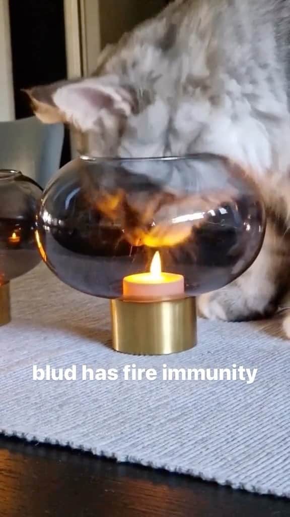 Cute Pets Dogs Catsのインスタグラム：「😳  P.S. its electric, not real fire. 😜  Credit: awesome zelda_elton (tt) Check them out. 😊  For all crediting issues and removals pls DM .  Note: we don’t own this video, all rights go to their respective owners. If owner is not provided, tagged (meaning we couldn’t find who is the owner), pls DM and owner will be tagged shortly after.」
