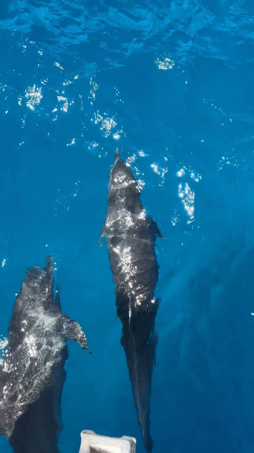 MINAMIのインスタグラム：「ハワイにいた動物達可愛かった🌺 野生にいる動物が好きすぎてよく動画撮ってた🙃 . #ハワイ #ワイキキ #オワフ島 #ワイキキビーチ #ハワイ島 #カウアイ島 #ハワイ旅行 #ハワイグルメ #ビキニ #イルカ #waikiki #oahu #hawaii #kauai #bikini #fashion #outfit #makeup #snokerling #aramoana #hilton #beach #beachlife #diving #dolphin」