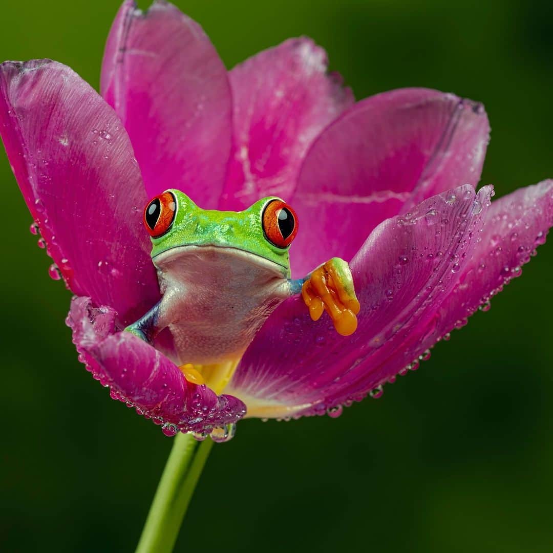 アニマルプラネットさんのインスタグラム写真 - (アニマルプラネットInstagram)「A red-eyed tree frog hangs out in a flower 🐸🌸  📹: Peter Atkinson / 500px  #Frogs #Flowers #Natureislit #WildlifePhotography」7月14日 22時00分 - animalplanet