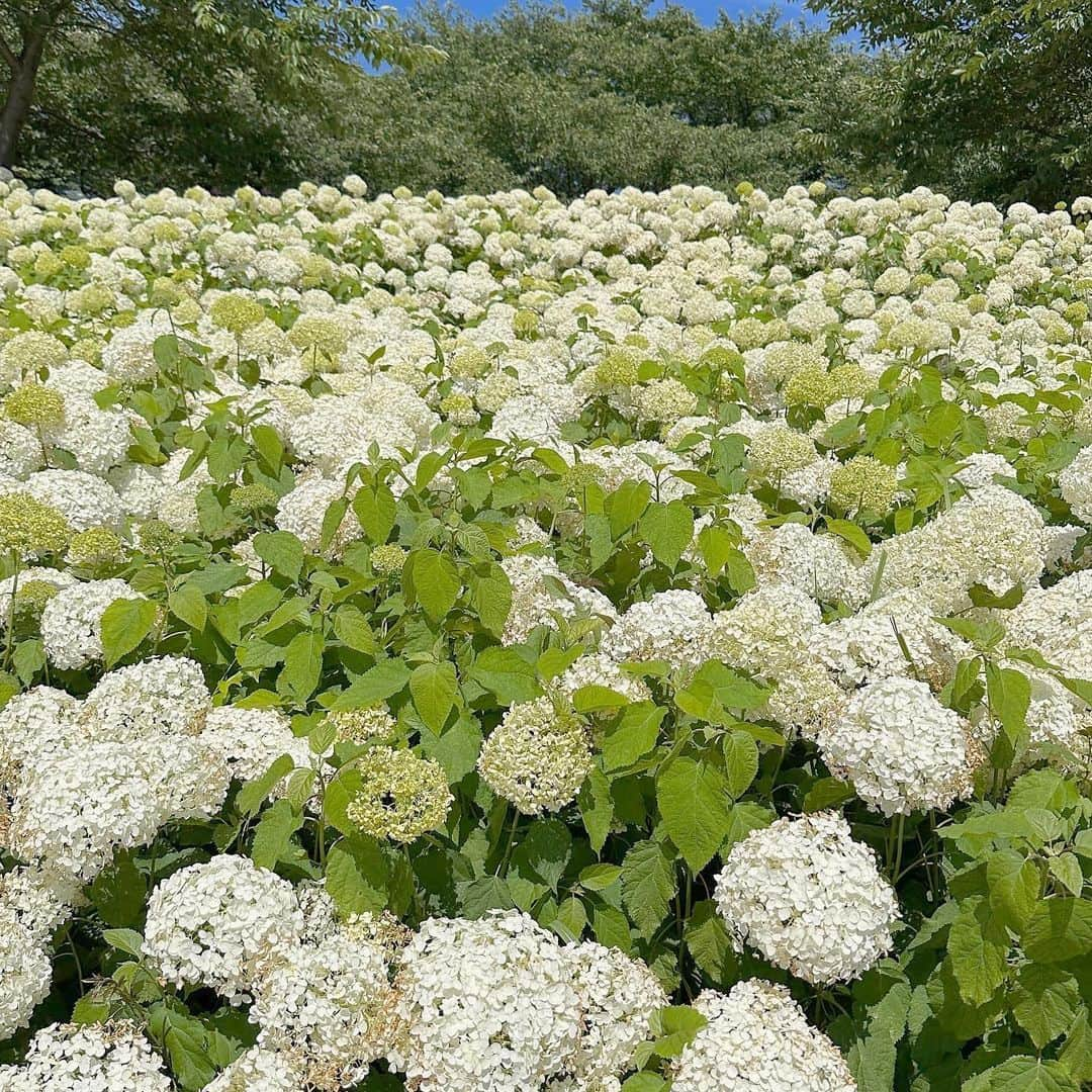 chocoのインスタグラム：「** ㅤㅤㅤㅤㅤㅤㅤㅤㅤㅤㅤㅤㅤ 結構前の紫陽花💠ˎˊ˗ ㅤㅤㅤㅤㅤㅤㅤㅤㅤㅤㅤㅤㅤ 暑かったからそのあとの かき氷がおいしすぎた〜🥹🍧💕 ㅤㅤㅤㅤㅤㅤㅤㅤㅤㅤㅤㅤㅤ もう梅雨明けた並に毎日暑いなあ🤣❤️‍🔥 みなさんも熱中症にはお気をつけください🥹 ㅤㅤㅤㅤㅤㅤㅤㅤㅤㅤㅤㅤㅤ  ㅤㅤㅤㅤㅤㅤㅤㅤㅤㅤㅤㅤㅤ #幸手#幸手権現堂#紫陽花#女の子ママ#女の子ベビー #マタニティコーデ#親子コーデ ㅤㅤㅤㅤㅤㅤㅤㅤㅤㅤㅤㅤㅤ ㅤㅤㅤㅤㅤㅤㅤㅤㅤㅤㅤㅤㅤ」