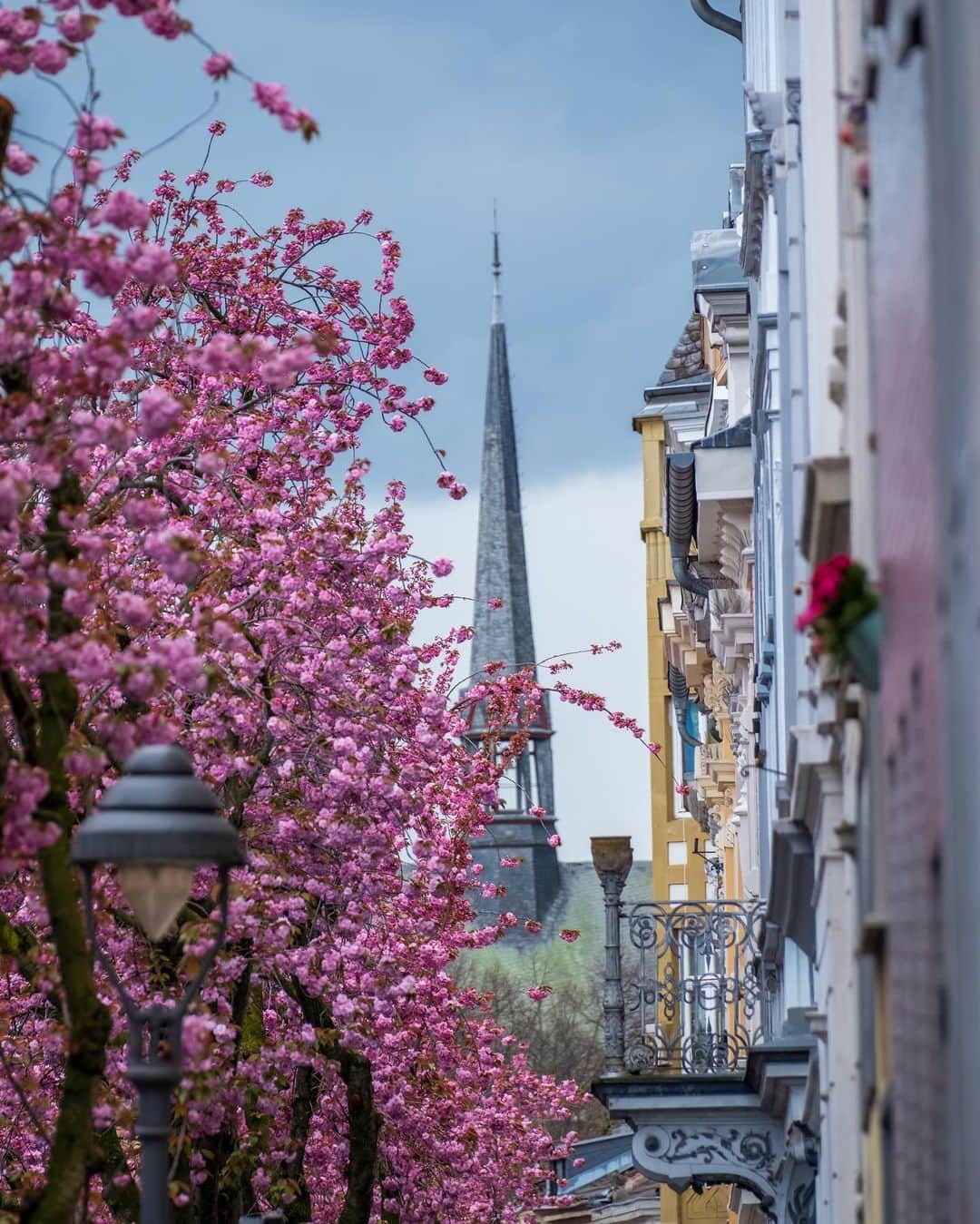 Fujifilm UKのインスタグラム：「"The photo was taken during the cherry blossom in the old town of Bonn, Germany. The cherry blossom in Bonn is a big tourist attraction. The photos that are taken are often similar and are taken from below the row of trees.   "In this picture, my aim was to draw attention to the compressed facades of the houses in connection with the cherry trees and to make the foreground and background a little blurred." 🌸  📸: @chris79bn  #FUJIFILMXT5 XF70-300mmF4-5.6 R LM OIS WR f/6.4, ISO 800, 1/500 sec.」