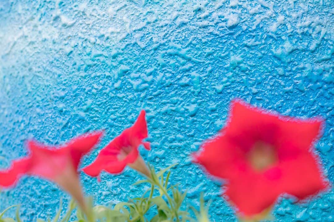 荒井沙織のインスタグラム：「.  . 『お花スピーカー』 . ここからね 好きな音が出せるから きみも ひとつ 選んでいいよ。 . . . #荒井沙織 #LyricalPhoto  #saory #japan #art #creative  #artphotography #artphoto  #flower #fleur #snap #Nikon #nikon1j5」