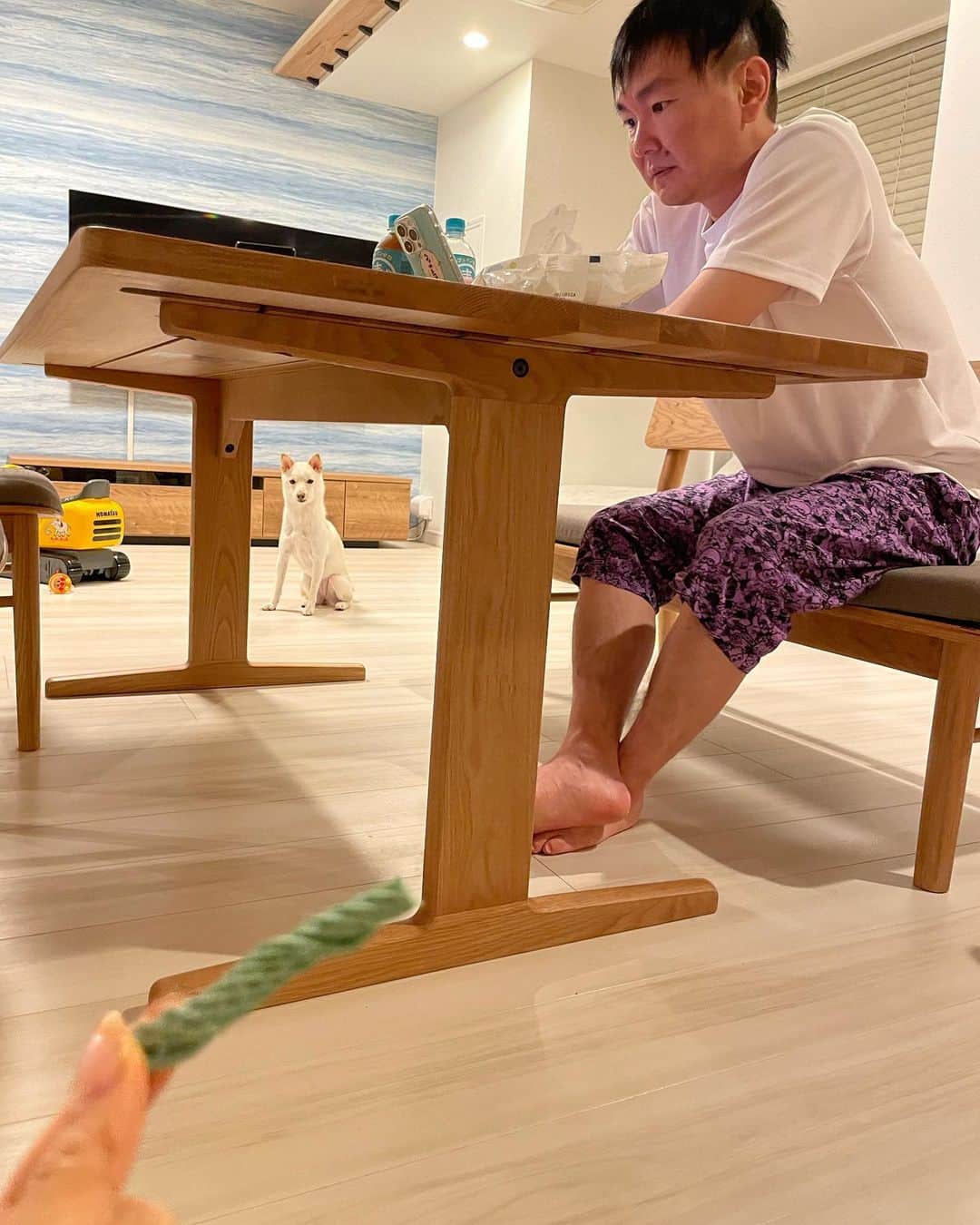 のインスタグラム：「🙋‍♀️ 来客時、歯磨きガムを使ってケージまで誘導して入れていたら 歯磨きガムをとても警戒するようになってしまいました🐕 とても距離をとってお座り、お手、をしていました😮‍💨 #やまうちとむぎ」