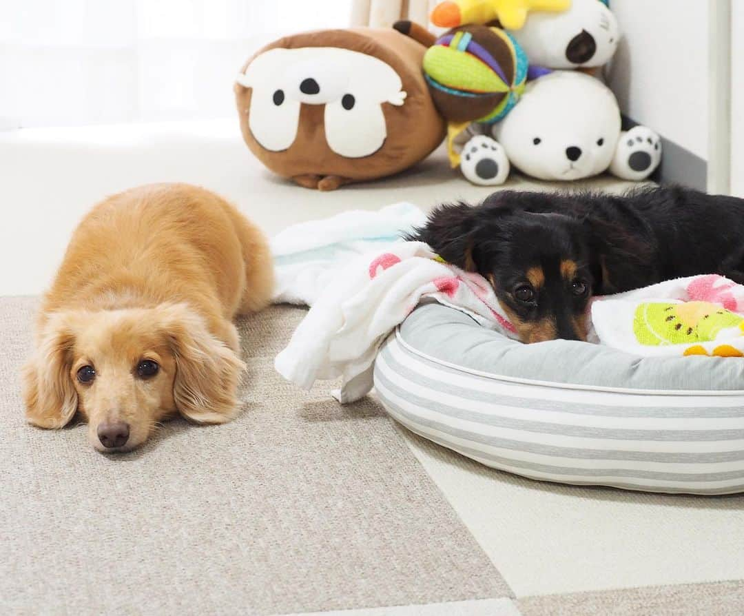 Sora Momoのインスタグラム：「なーんだごはんじゃないの？🐶🐾🐶 ☺︎ 並んで座ってまん丸お目目でこっち見てたのに〜 カメラ向けたらペッチャンコ😞 ☺︎ #キラキラおめめで注目してた#可愛い2人#カメラ向けたら#ペッチャンコ#なーんだ#ごはんじゃないの#ごはんじゃなくてすみません#見たらすぐ撮れるカメラがほしい#仲良し#そらともも #ダックス#ミニチュアダックス #dachshund #miniaturedachshund」