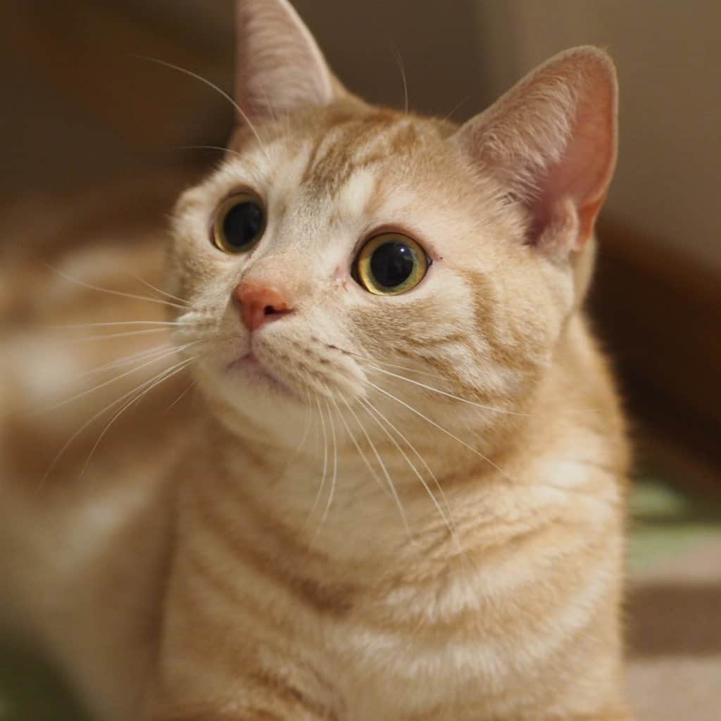 ruiruiのインスタグラム：「こっちゃんどこ見てる？ . .  #虎大朗 #スコティッシュフォールド #猫 #ねこ #にゃんこ #ネコ  #ねこ部 #ふわもこ部  #ねこすたぐらむ #にゃんすたぐらむ #ねこのいる生活 #ねこのいる暮らし #猫好きさんと繋がりたい #猫のいる暮らし #cat #instacat #catstagram  #ilovemycat #instagramcats  #meow #pet #petstagram #catstagram_japan #kitty」