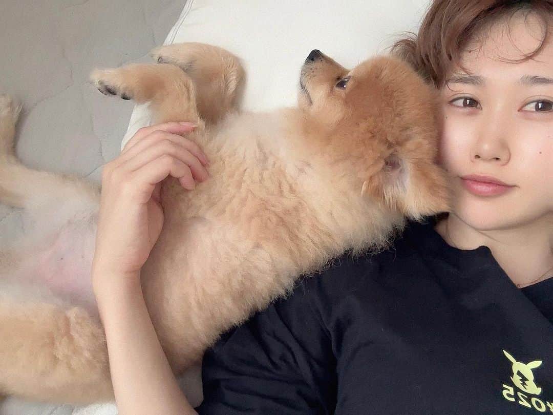 のインスタグラム：「🐶  最近あつくてゴロゴロばっかりしちゃうけど、 足のリハビリも兼ねて久々に遠くまでお散歩に行って とっても喜んでもらえました☺️  明日も夕方にお散歩いっぱいしようね♡  ． ．  #犬のいる暮らし  #多頭飼い  #夏  #仲良し犬  #いぬすたぐらむ  #ポメラニアン  #サマーカット  #dog  #doglover  #family」