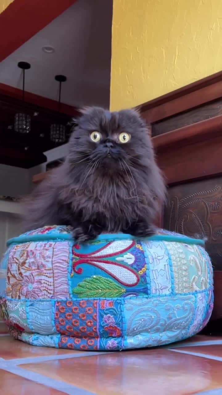 Cats of Instagramのインスタグラム：「From @seamus_the_scottish_fold: "Why do we has these morning meetings? They always end the same way." #catsofinstagram」